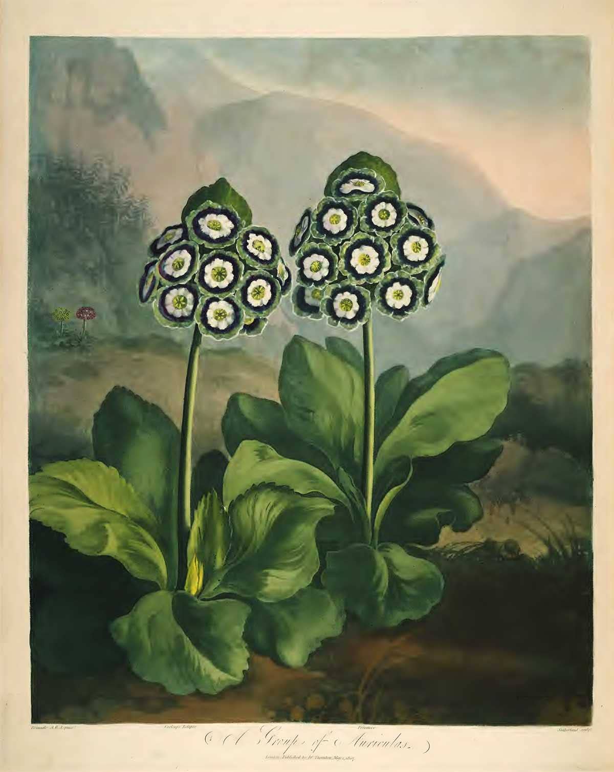 Postkarte - Tempel der Flora - Auriculas/Primrose