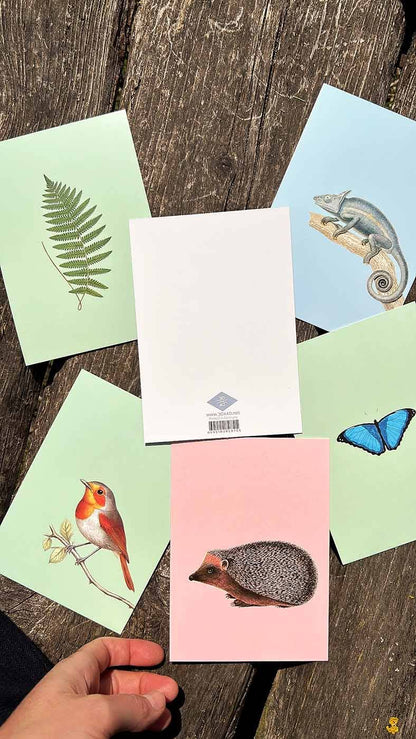 Postkarte - Jakobsmuschel