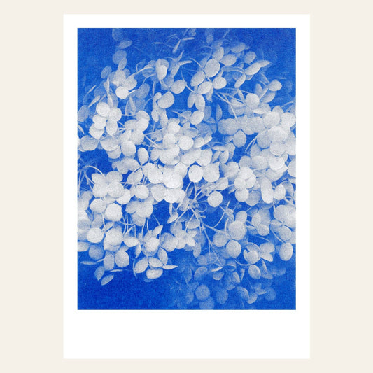 Postkarte - Hydrangea