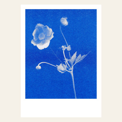 Postkarte - Anemone