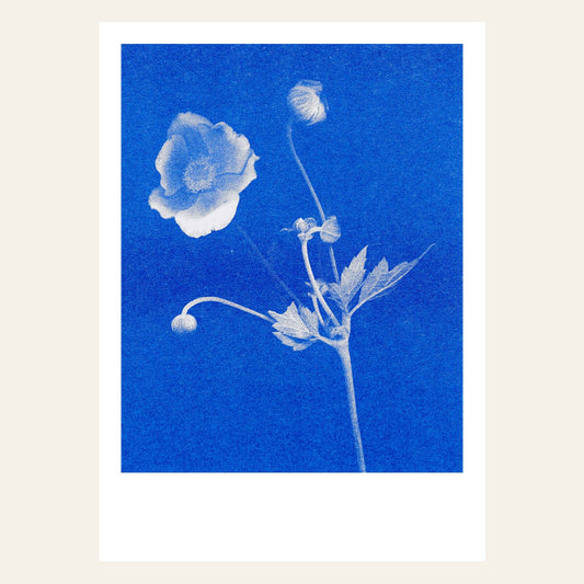 Postkarte - Anemone