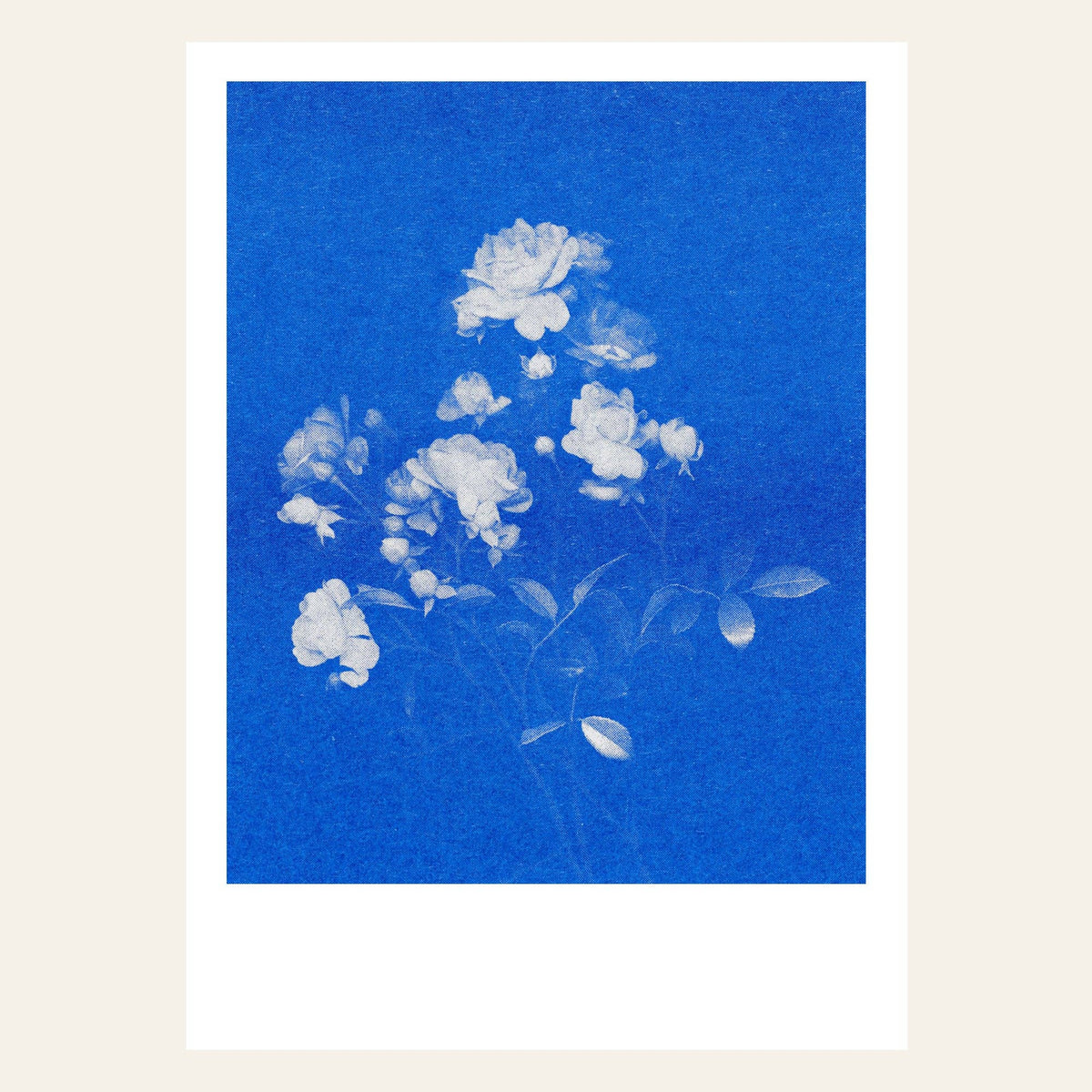 Postkarte - Rose No.1