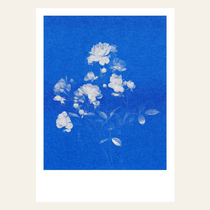 Postkarte - Rose No.1