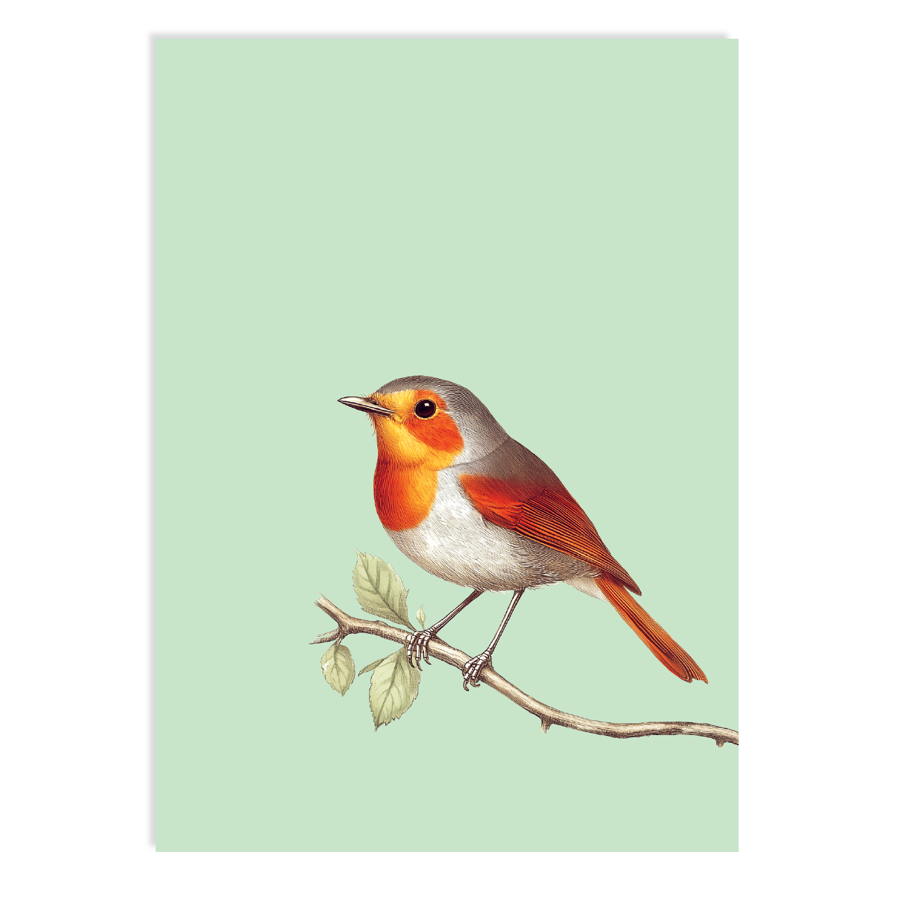 Postkarte - Robin