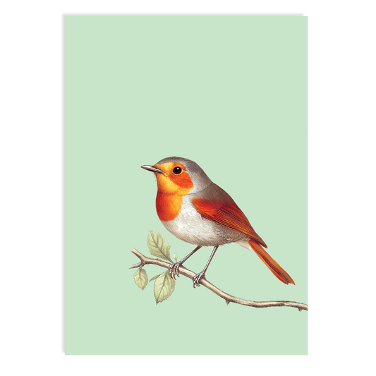 Postkarte - Robin