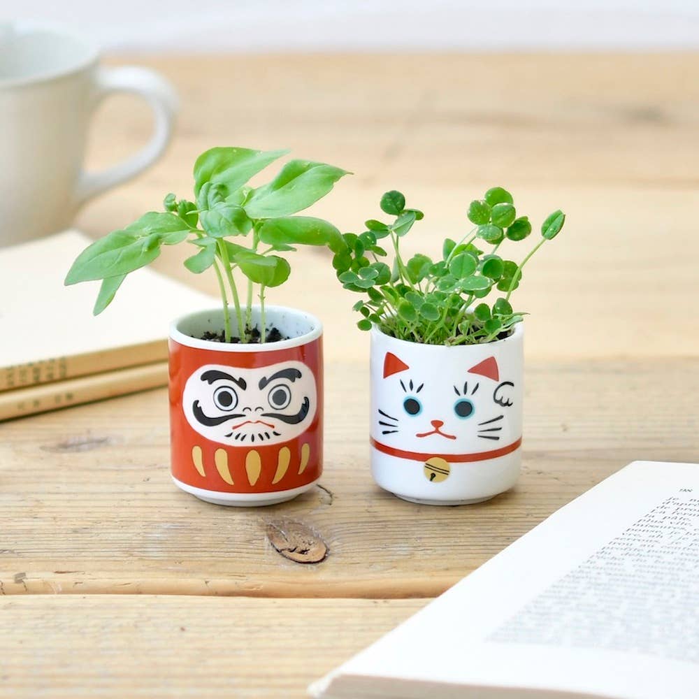 Lucky Plant - Darumapuppe