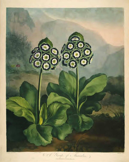 Postkarte - Tempel der Flora - Auriculas/Primrose