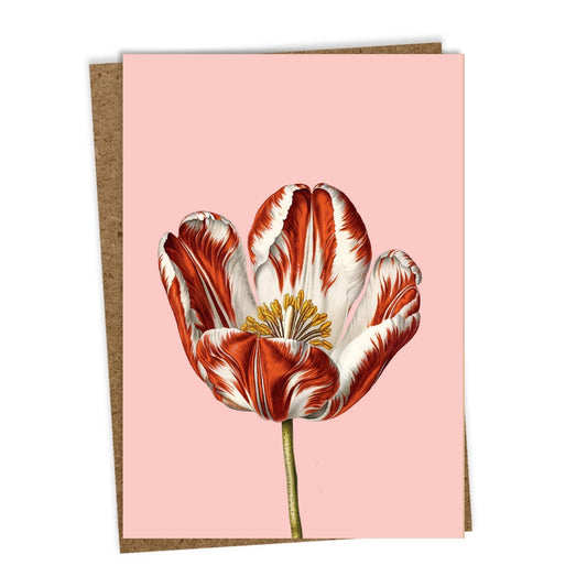 Grusskarte - Tulpe