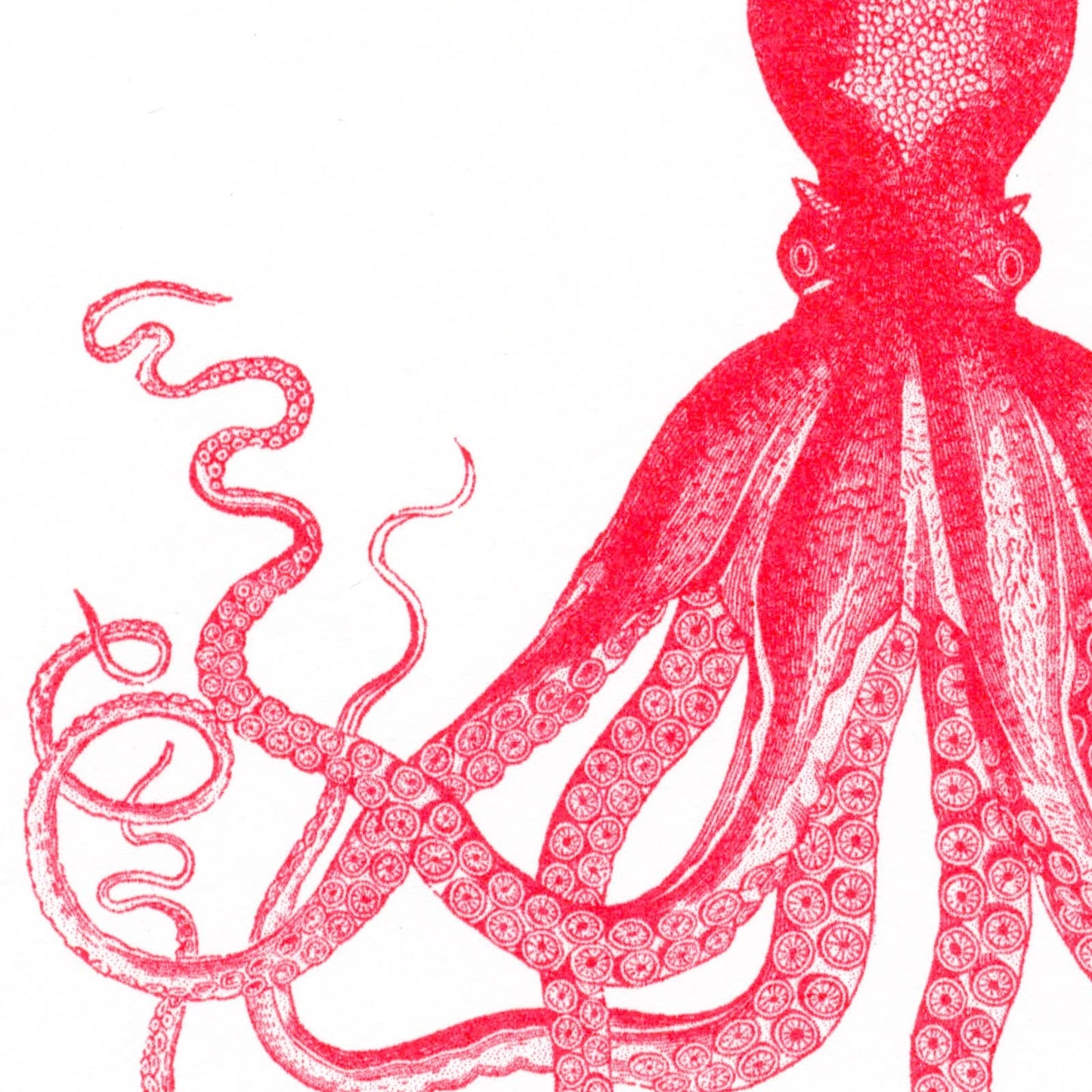 Postkarte - Octopus