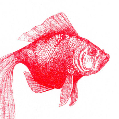 Postkarte - Veilfish