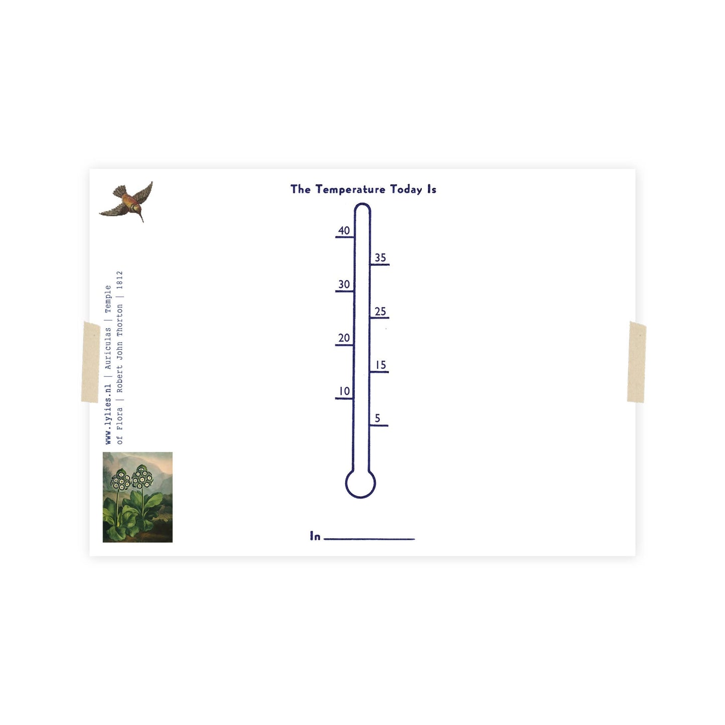 Postkarte - Tempel der Flora - Auriculas/Primrose