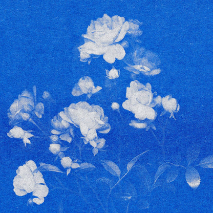 Postkarte - Rose No.1