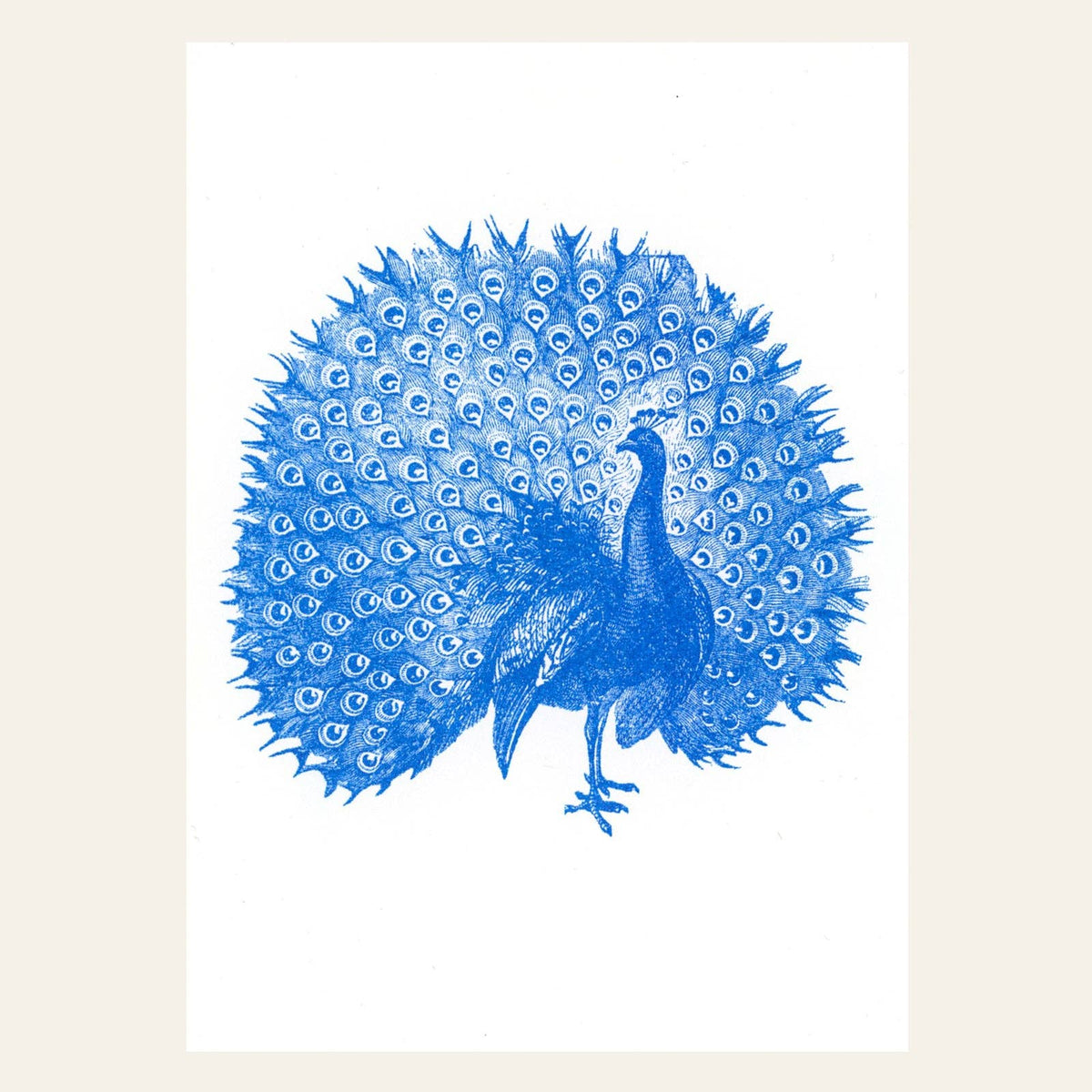 Postkarte - Peacock