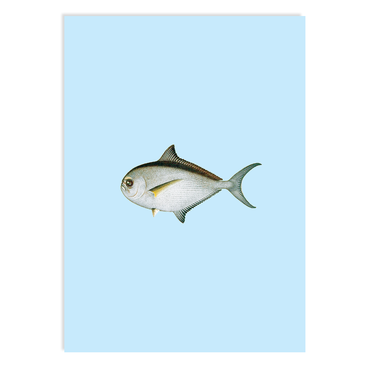 Postkarte - Piranha