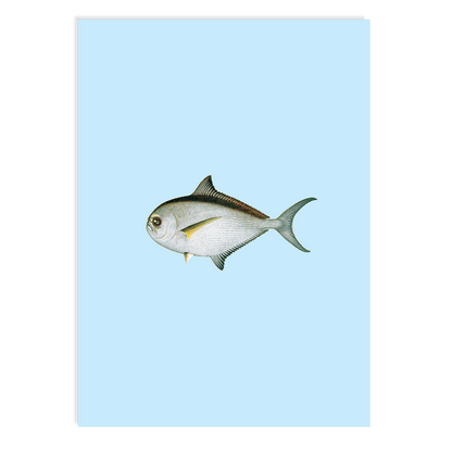Postkarte - Piranha