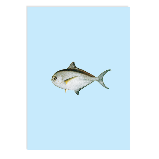 Postkarte - Piranha