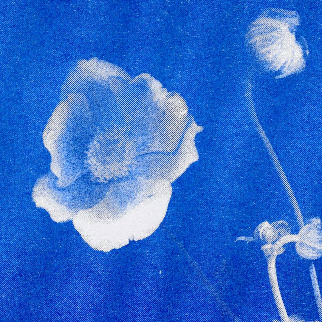 Postkarte - Anemone