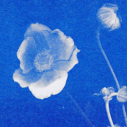 Postkarte - Anemone
