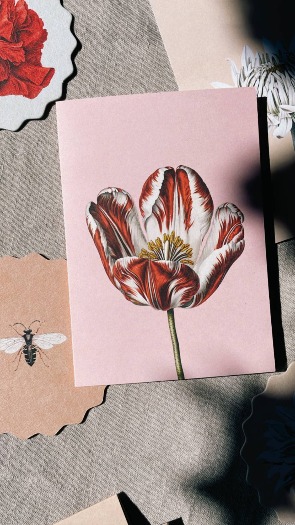 Grusskarte - Tulpe