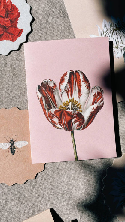 Grusskarte - Tulpe