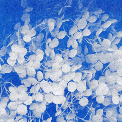 Postkarte - Hydrangea