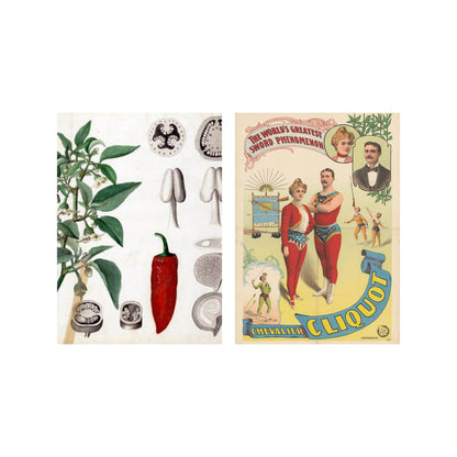 Postkarte - Pepper