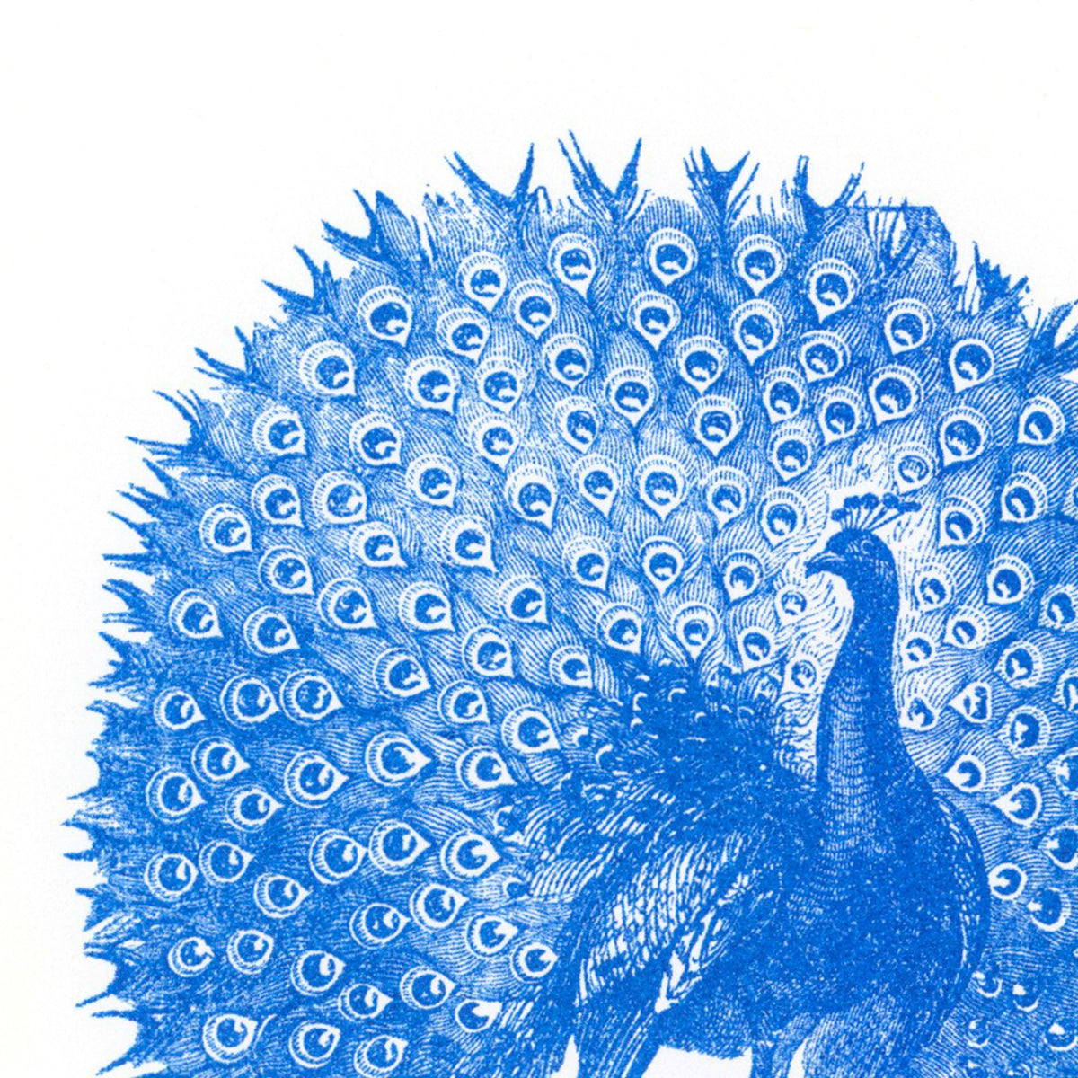 Postkarte - Peacock