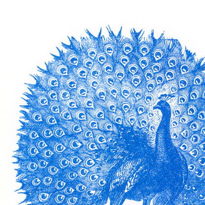 Postkarte - Peacock