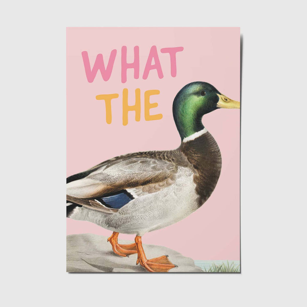 Postkarte - What the duck