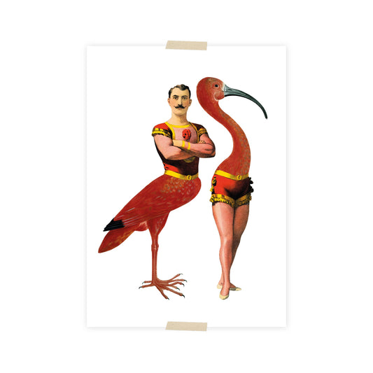 Postkarte - Akrobat und Ibis