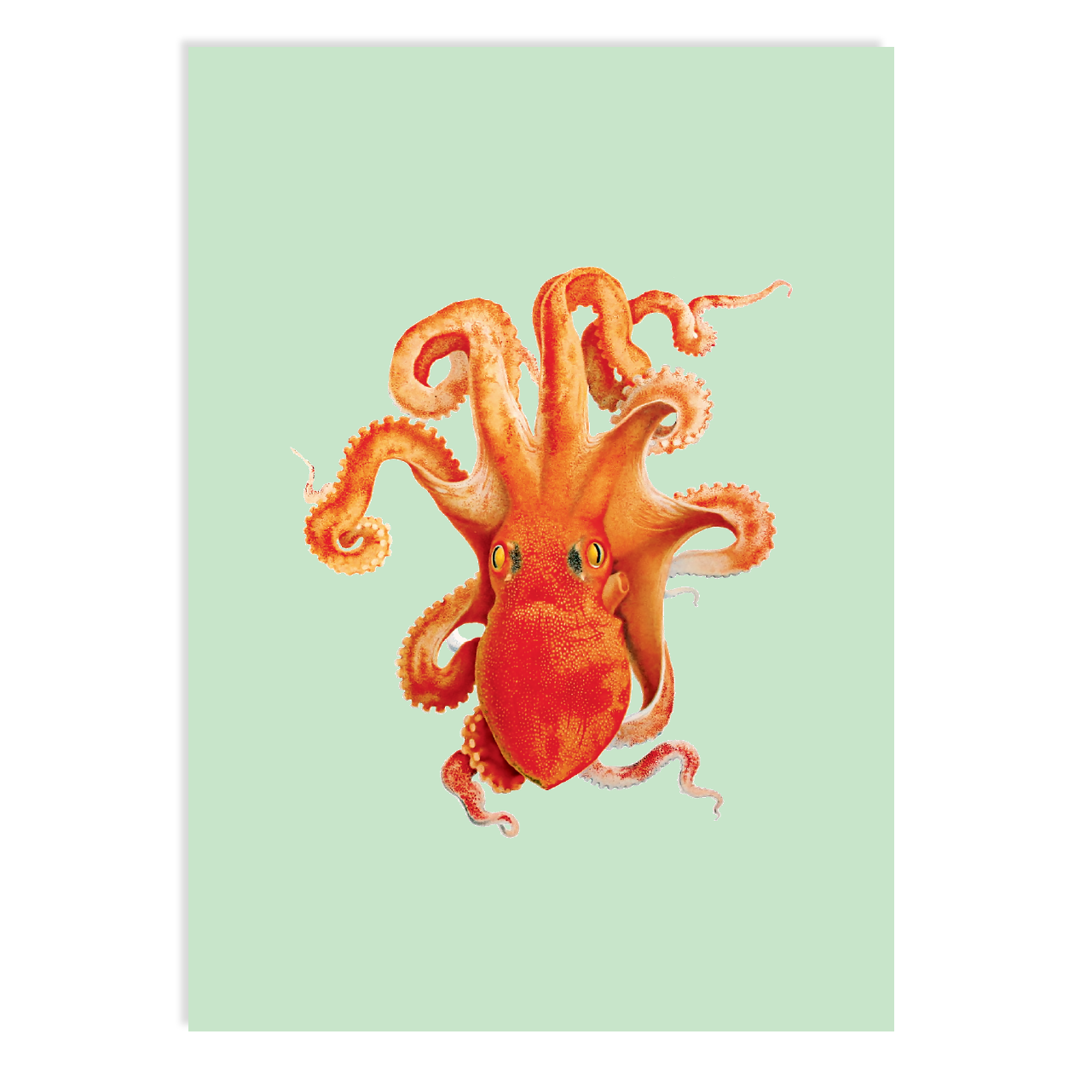 Postkarte - Octopus