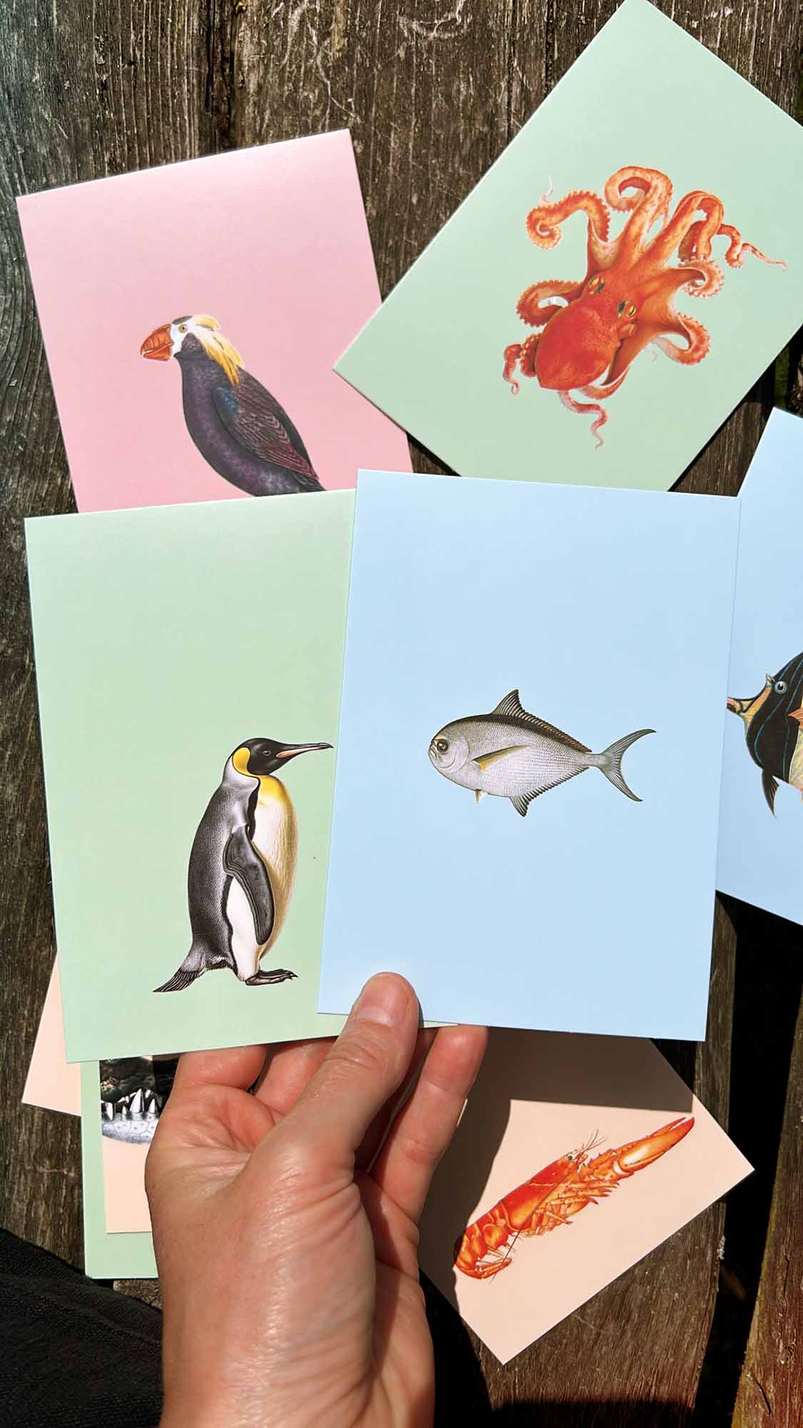 Postkarte - Piranha
