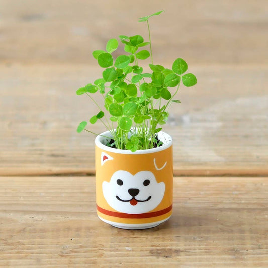 Lucky Plant - Hachi Dog