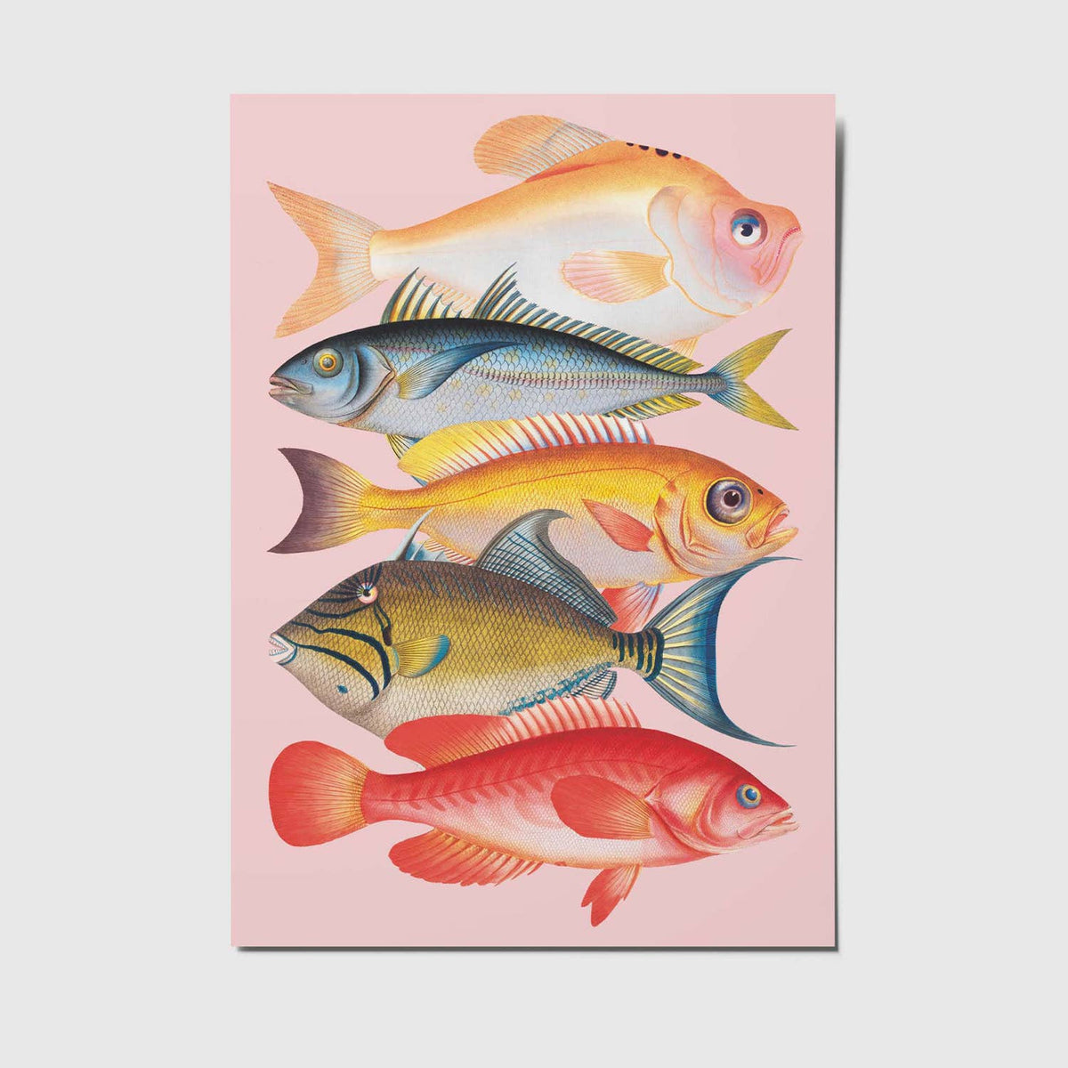 Postkarte - Fish