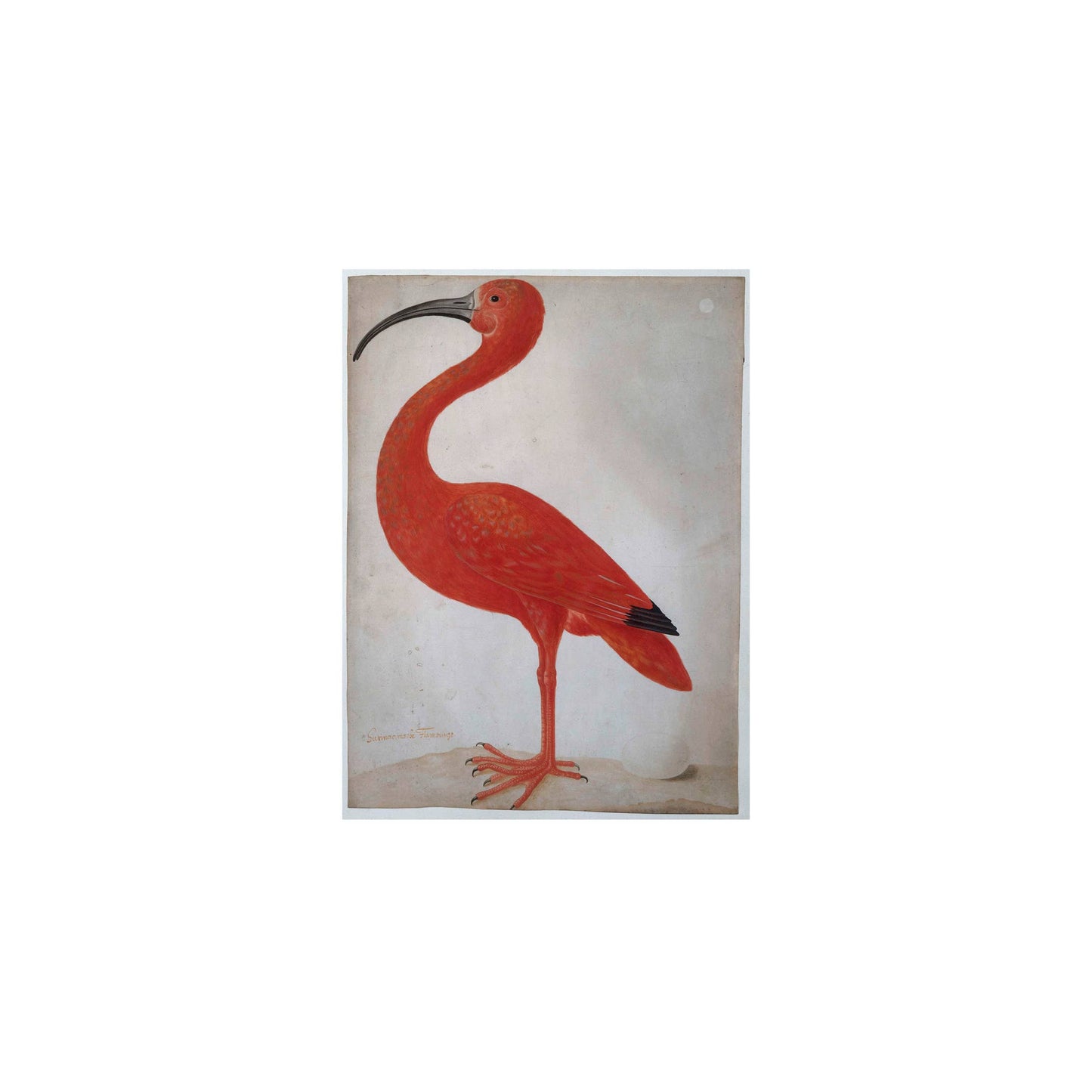 Postkarte - Akrobat und Ibis